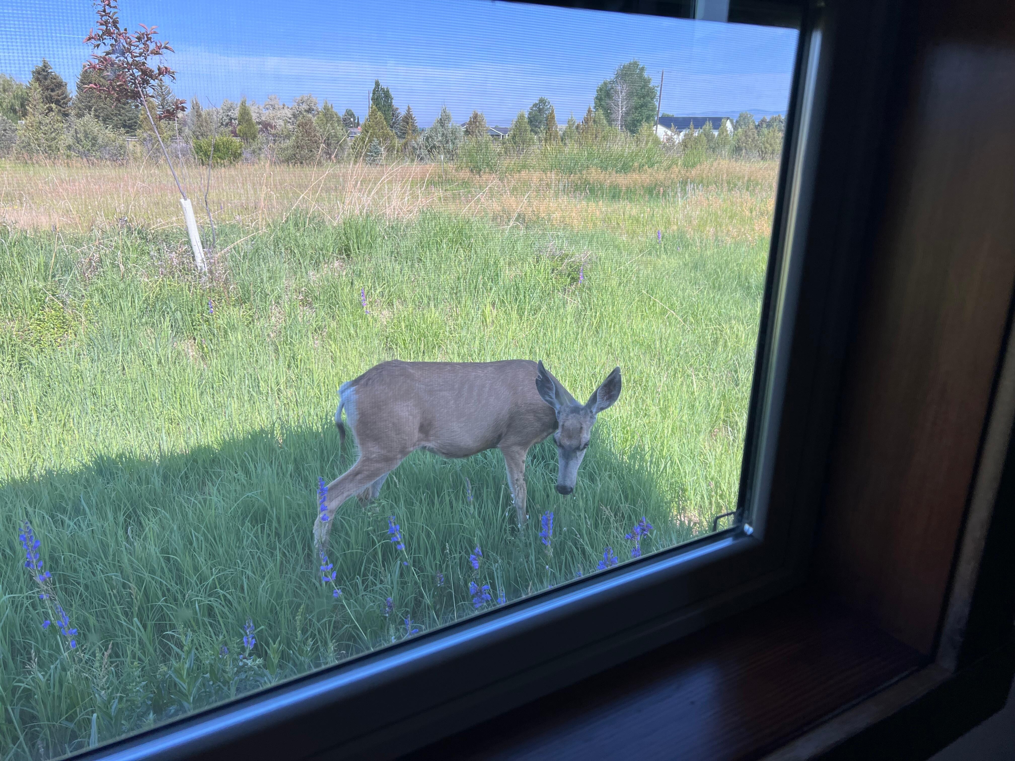 Feeding just outside the back window.