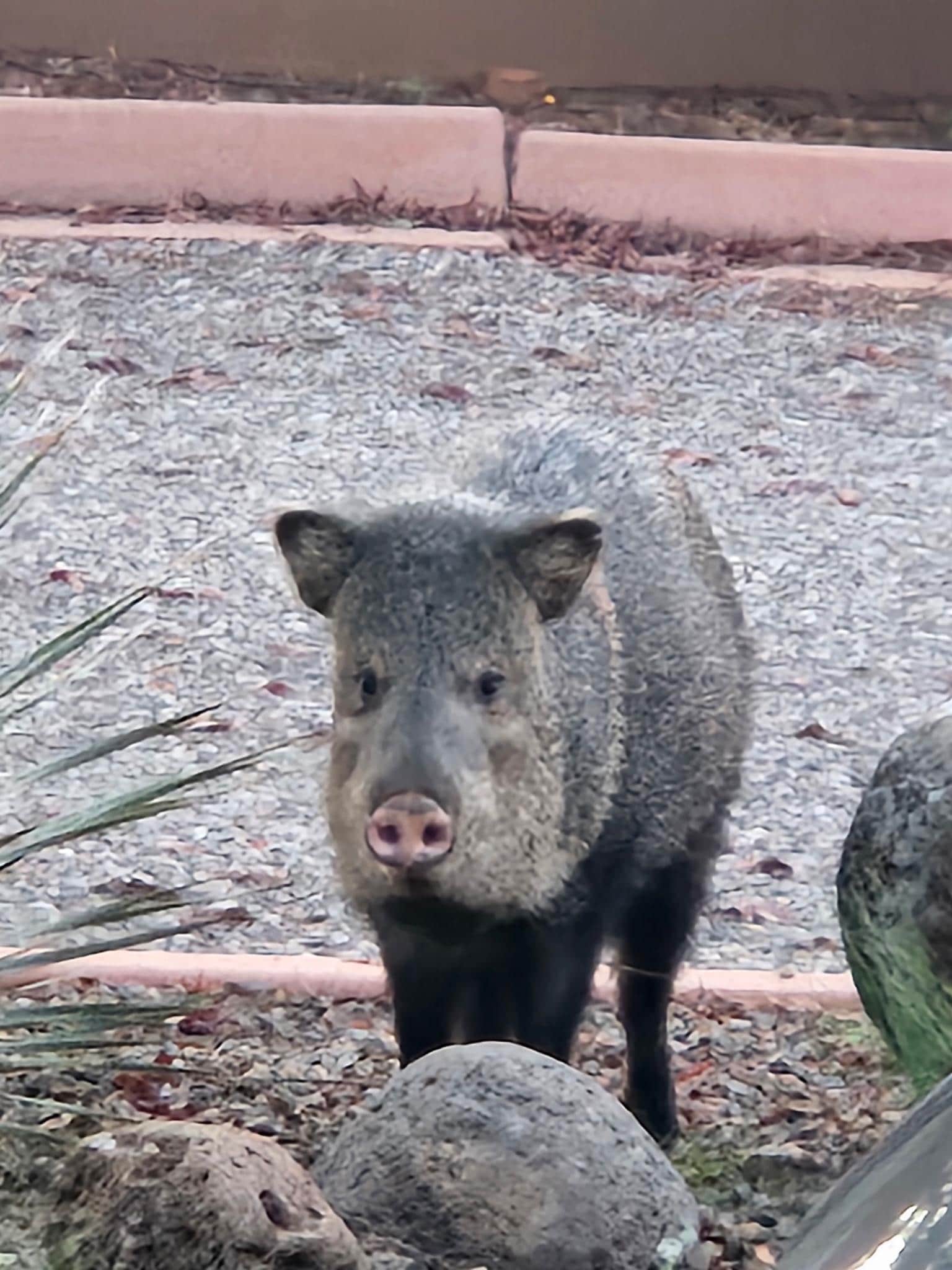 Javelina