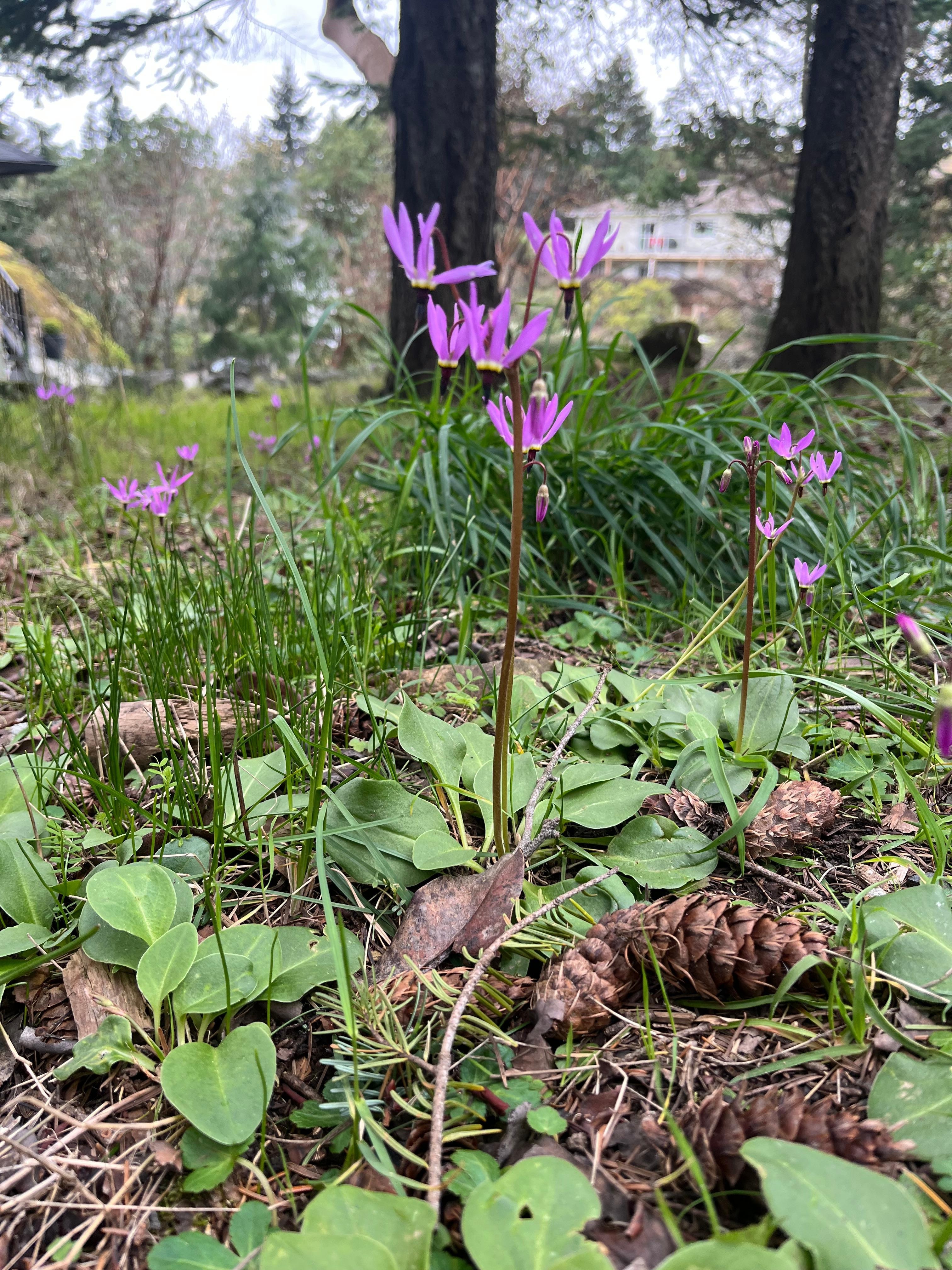 Shooting Star at Outlook Park just up the hill from the condo