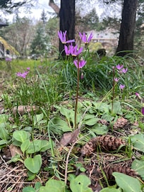 Shooting Star at Outlook Park just up the hill from the condo