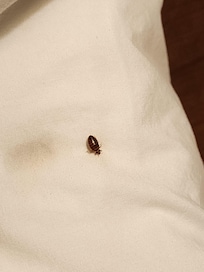 Bug on my pillow
