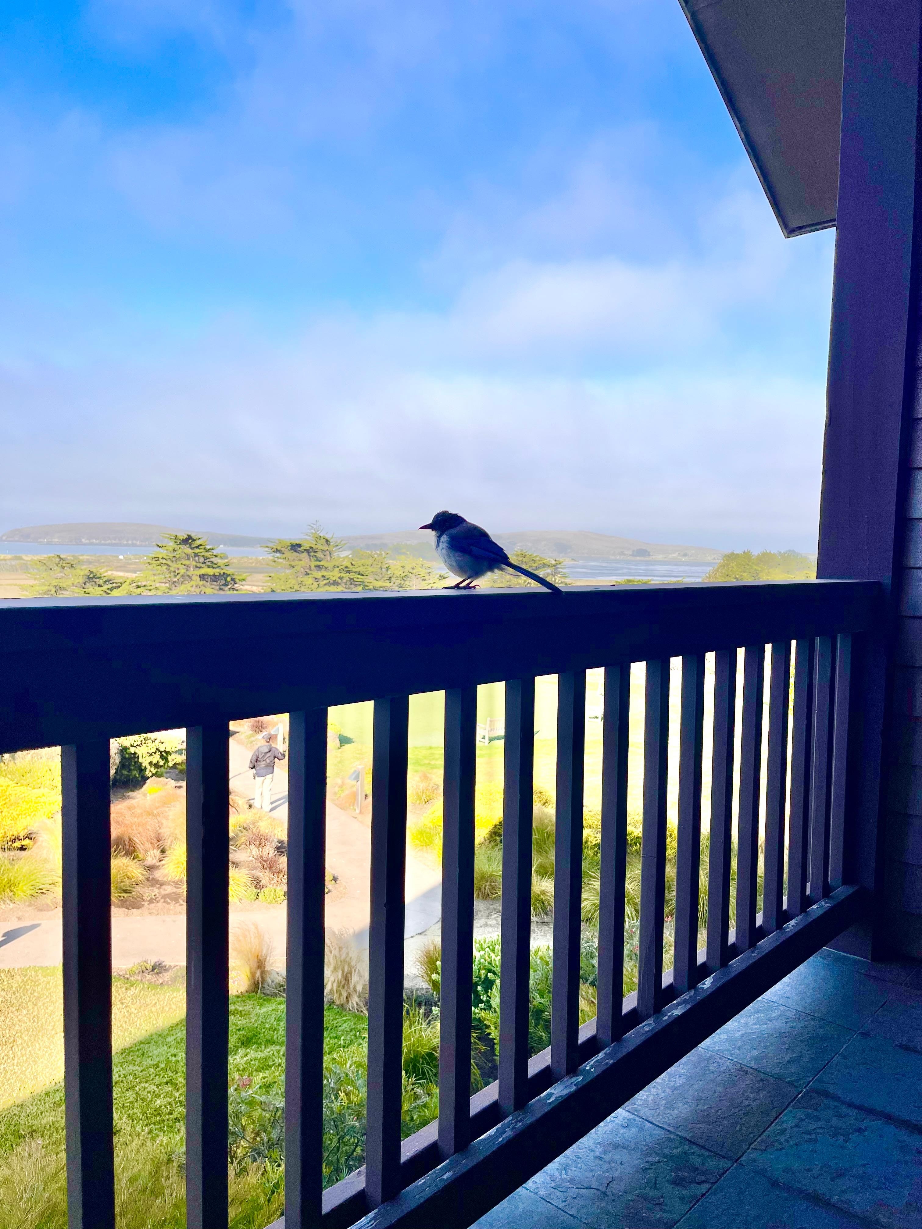 Morning visitor to our balcony. 