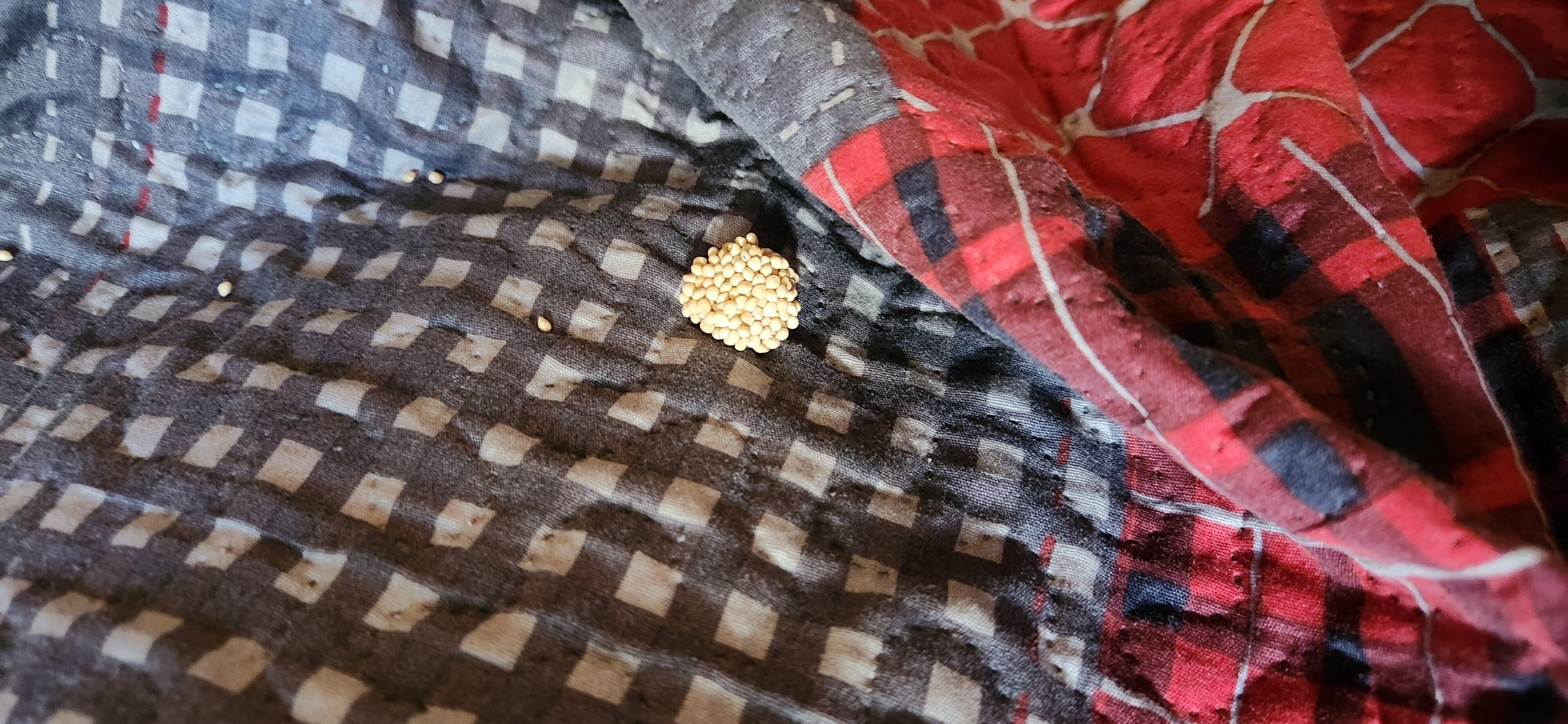 Rolled up seeds in two beds from Squirrels.  We had to wash all the bed linens before using.
