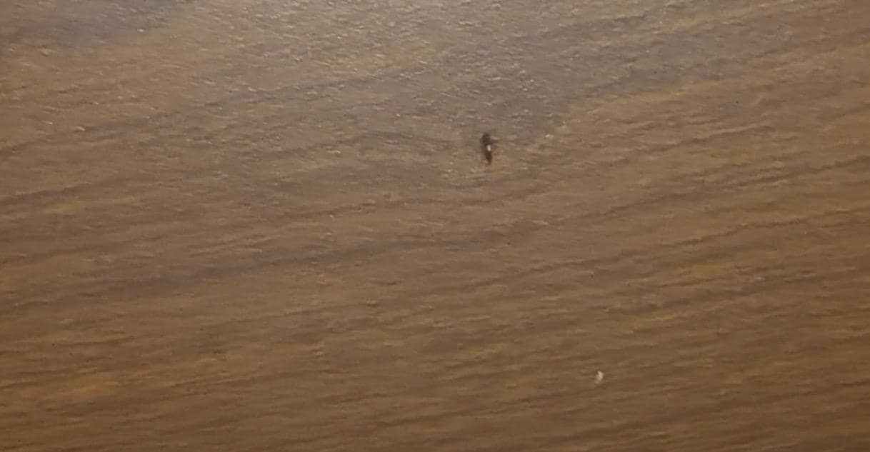 This was 1 of the 3 bugs we say crawling in the room.