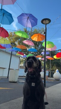 Downtown ocean springs was so dog friendly, Nova came everywhere with us 🫶🏼