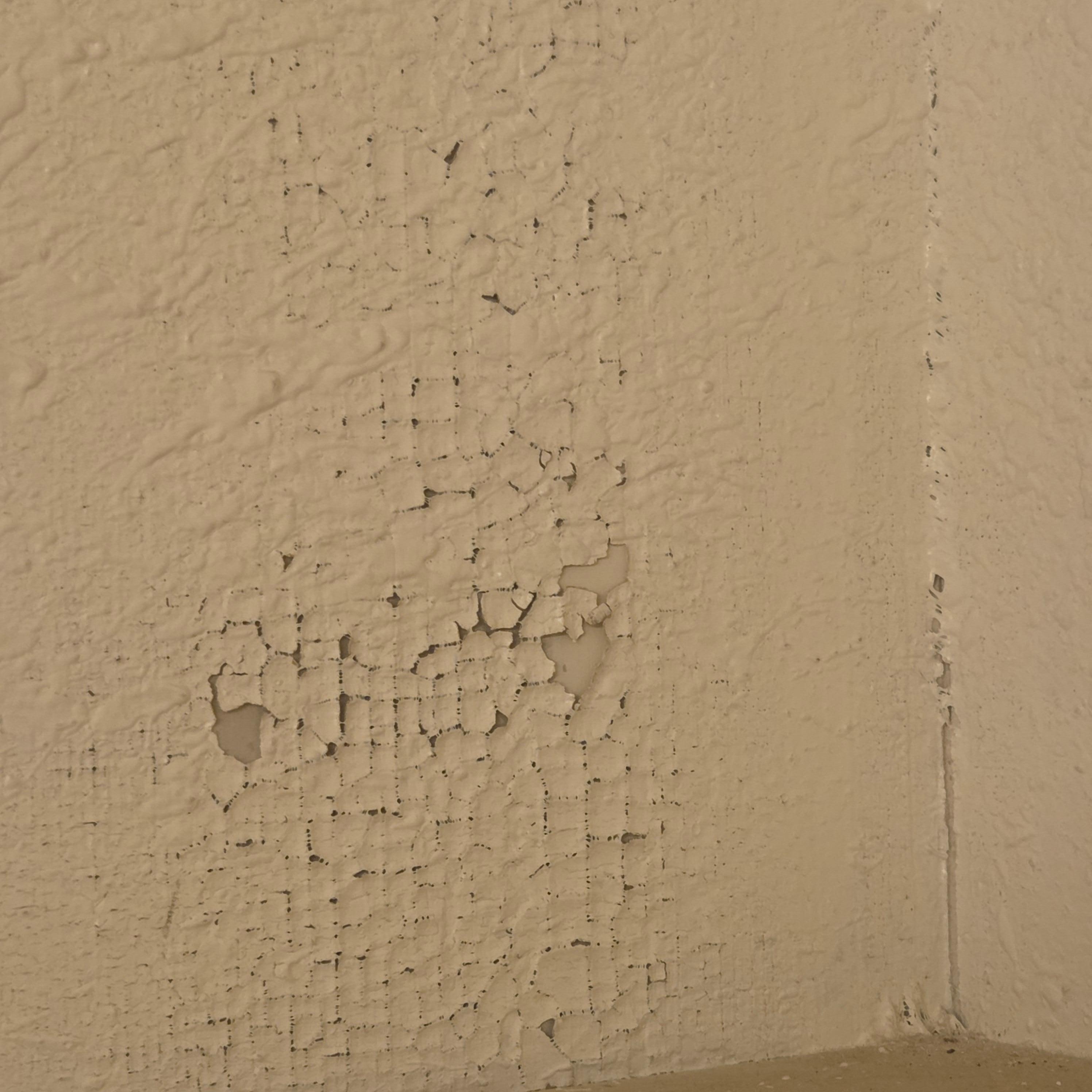 Not sure whats growing on the wall