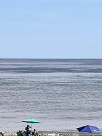 dolphins