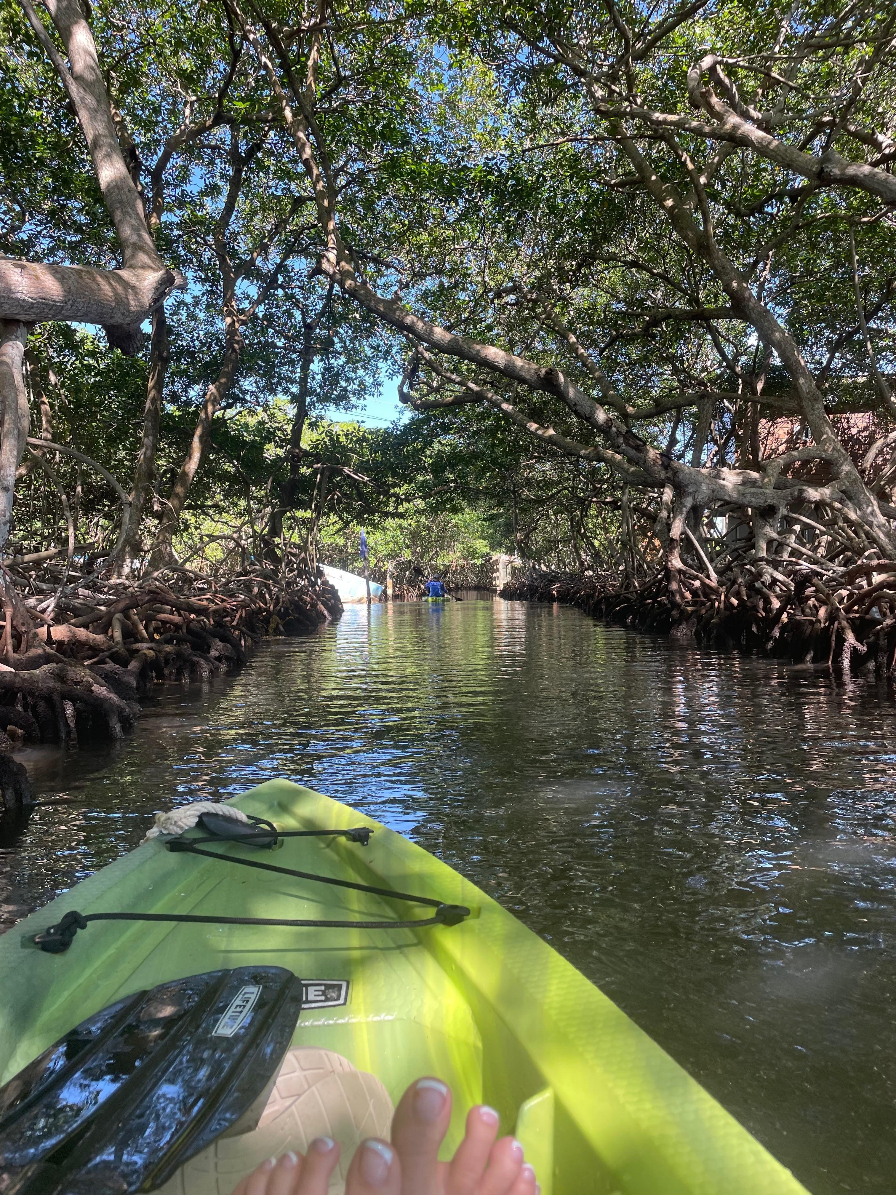 Kayaking through the mangroves 