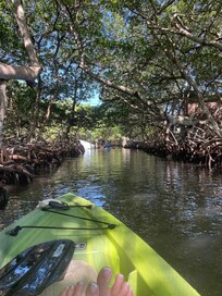 Kayaking through the mangroves