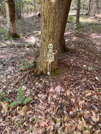 Trail behind the cabin