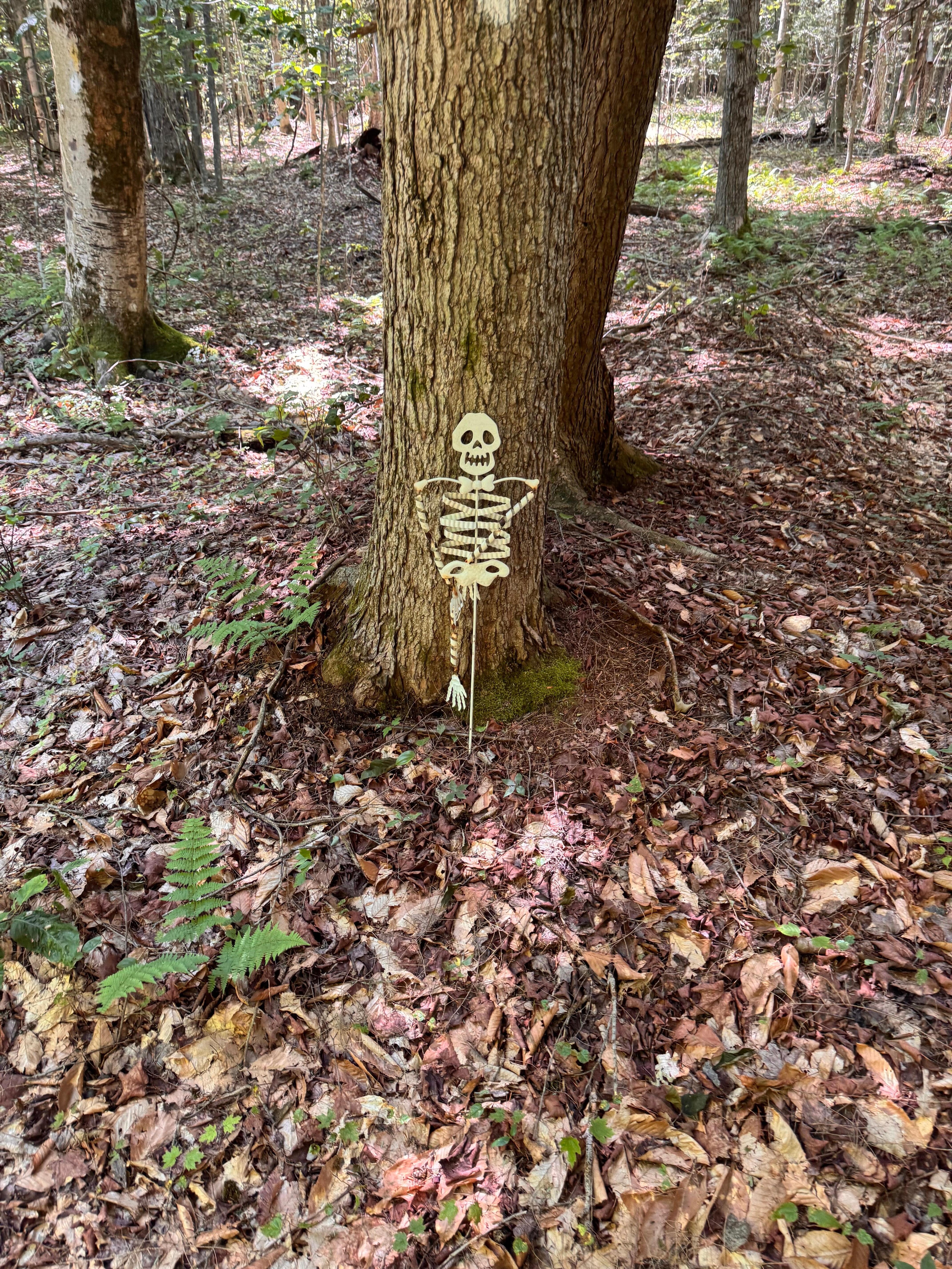 Trail behind the cabin