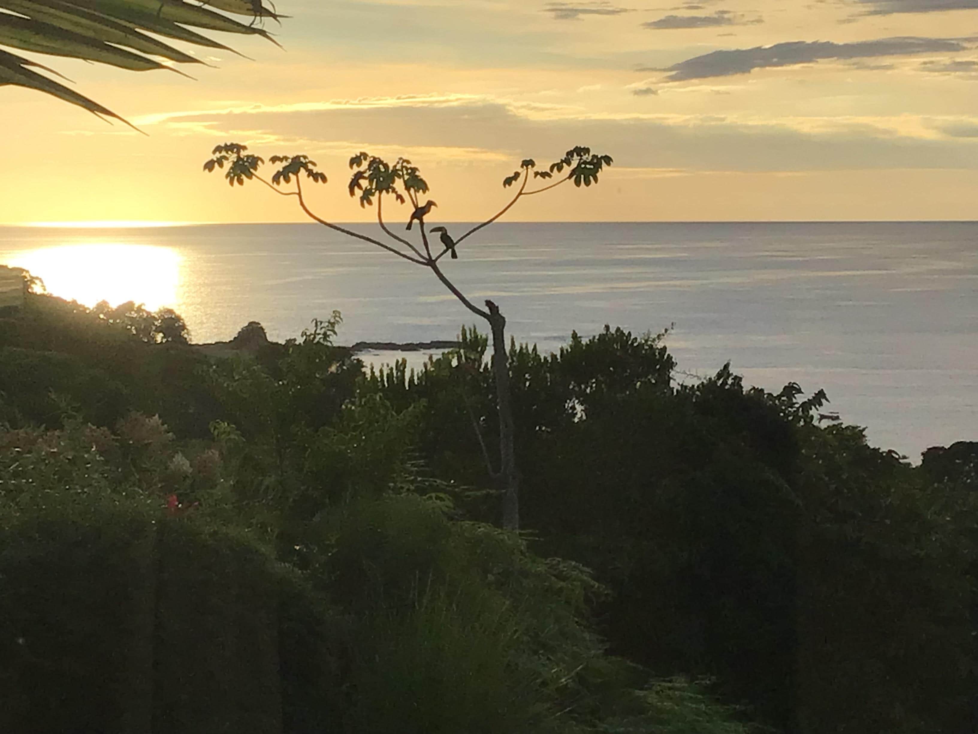 Birds favorite tree. Toucans come by 6:30am everyday 