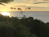 Birds favorite tree. Toucans come by 6:30am everyday