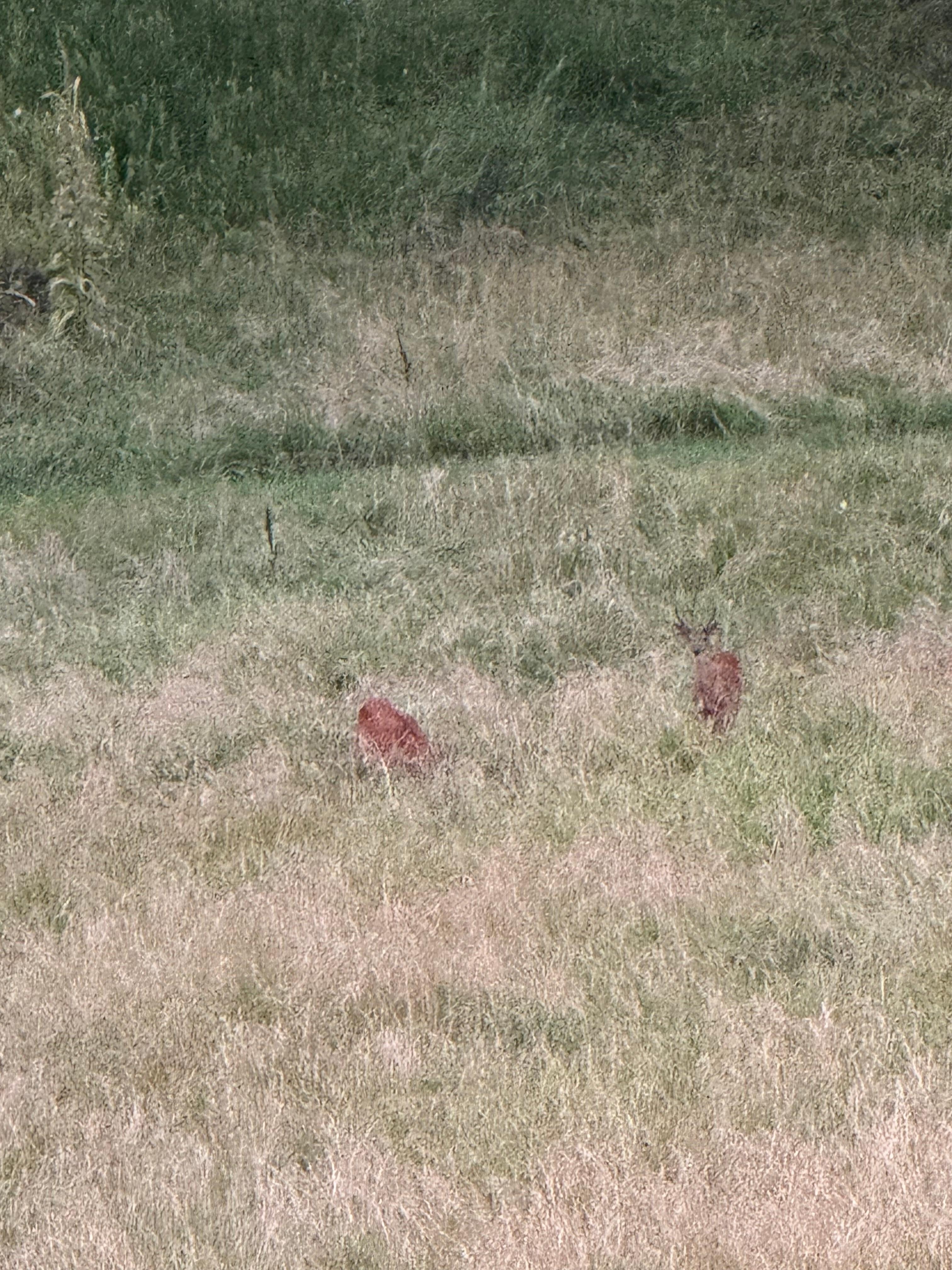 Deer everywhere 