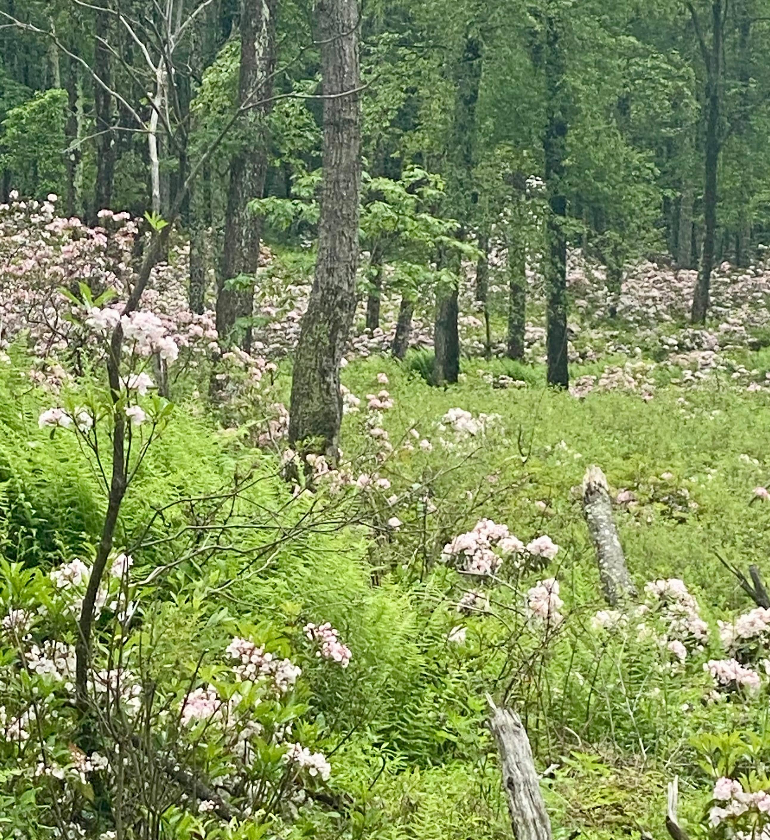 Mountain Laurel were amazing!
