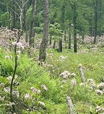 Mountain Laurel were amazing!