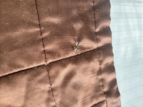 Cigarette burn on the sham