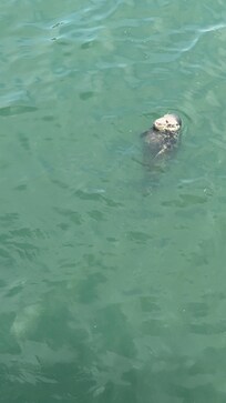 Seals at Chatham