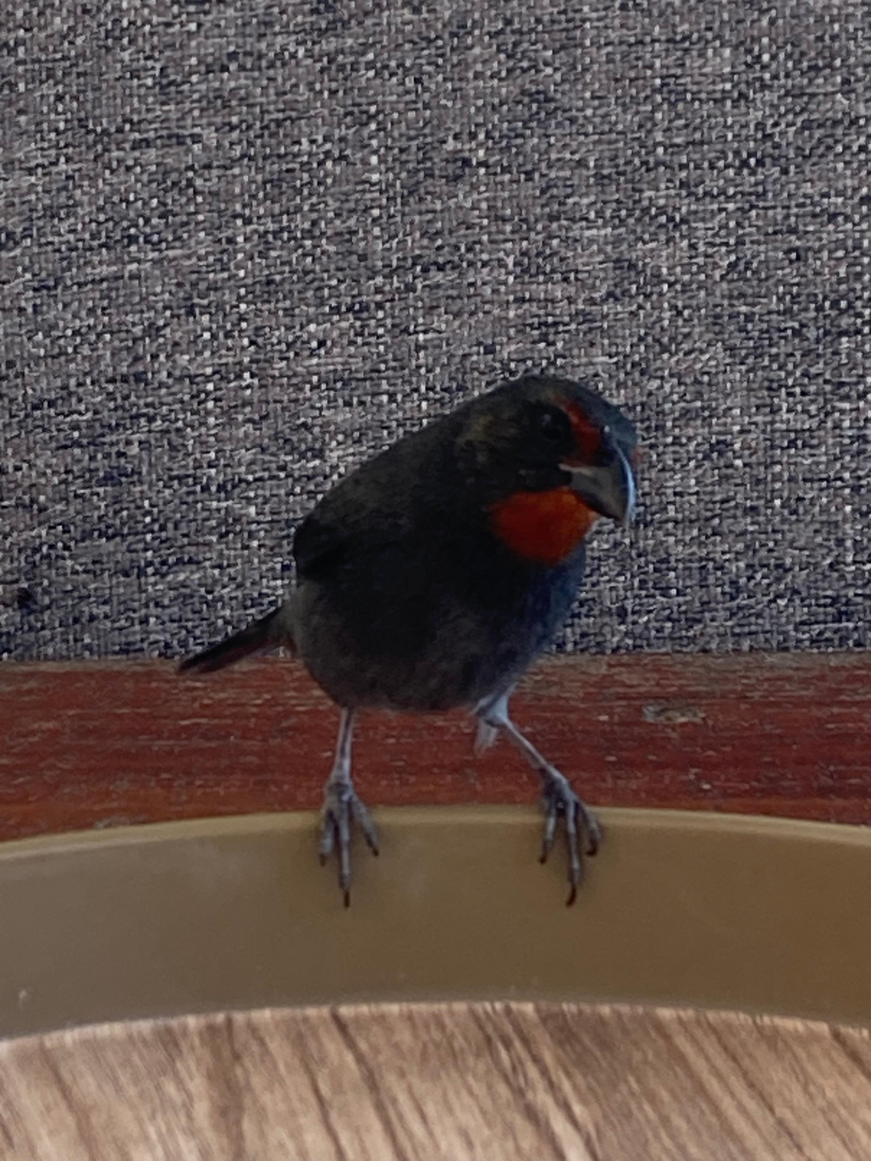 Friendly breakfast companion!