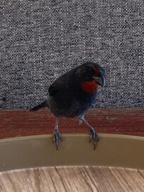 Friendly breakfast companion!