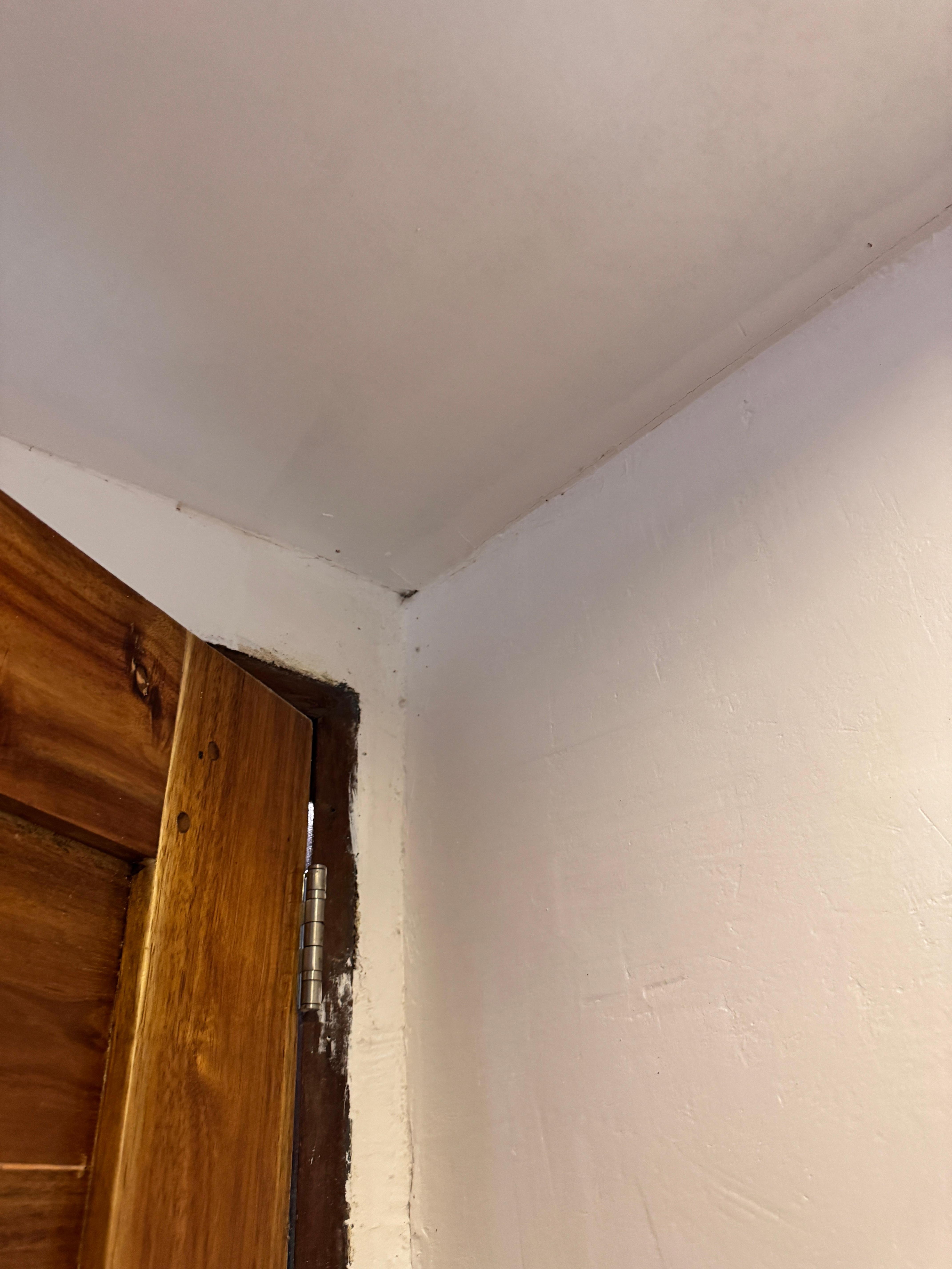 Spinne ewig in der Ecke 