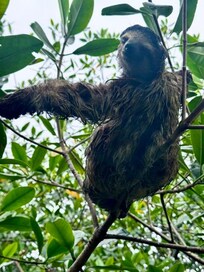 you can find sloth on the sloth trail tour