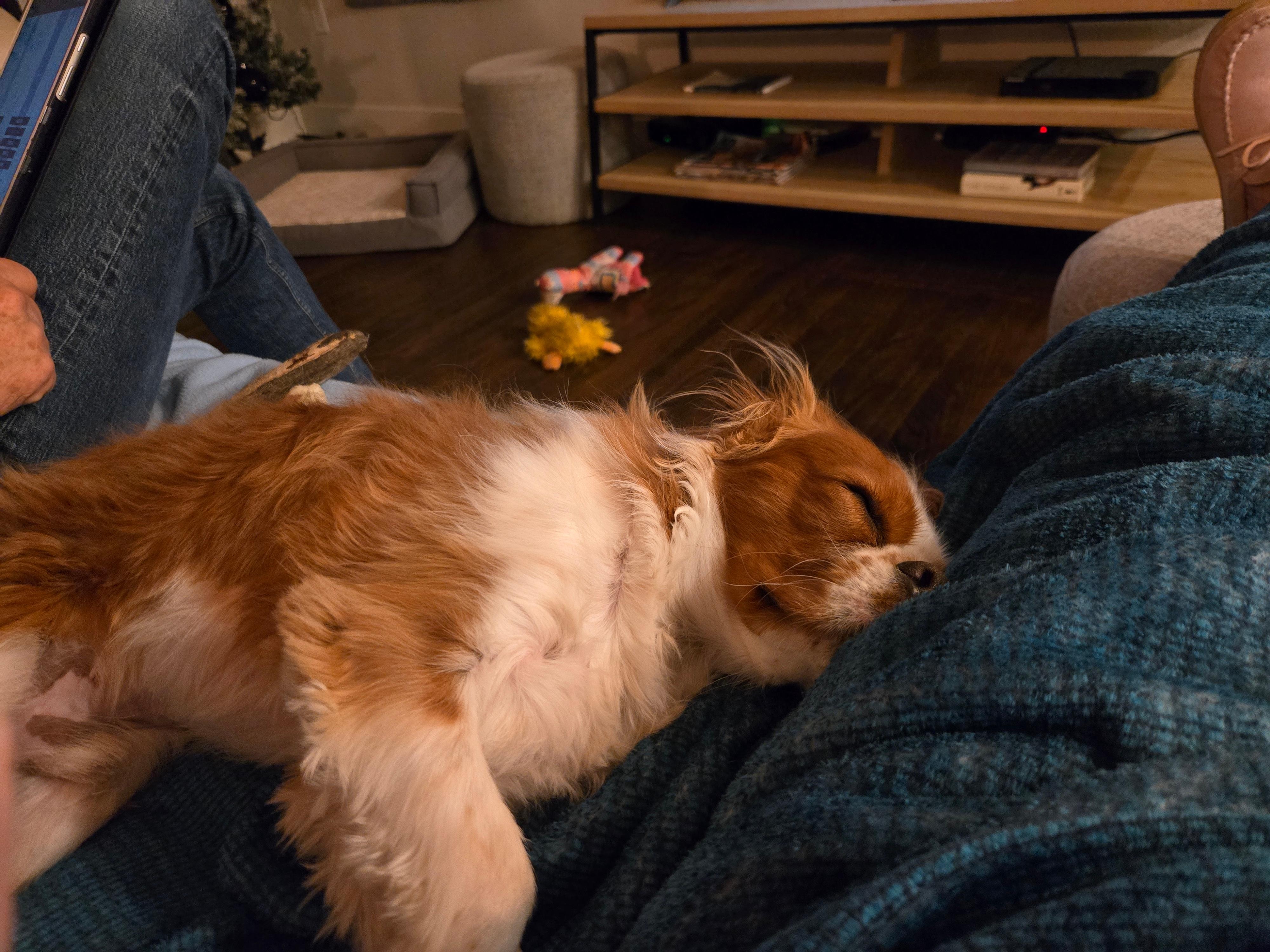 Our little dog felt right at home.