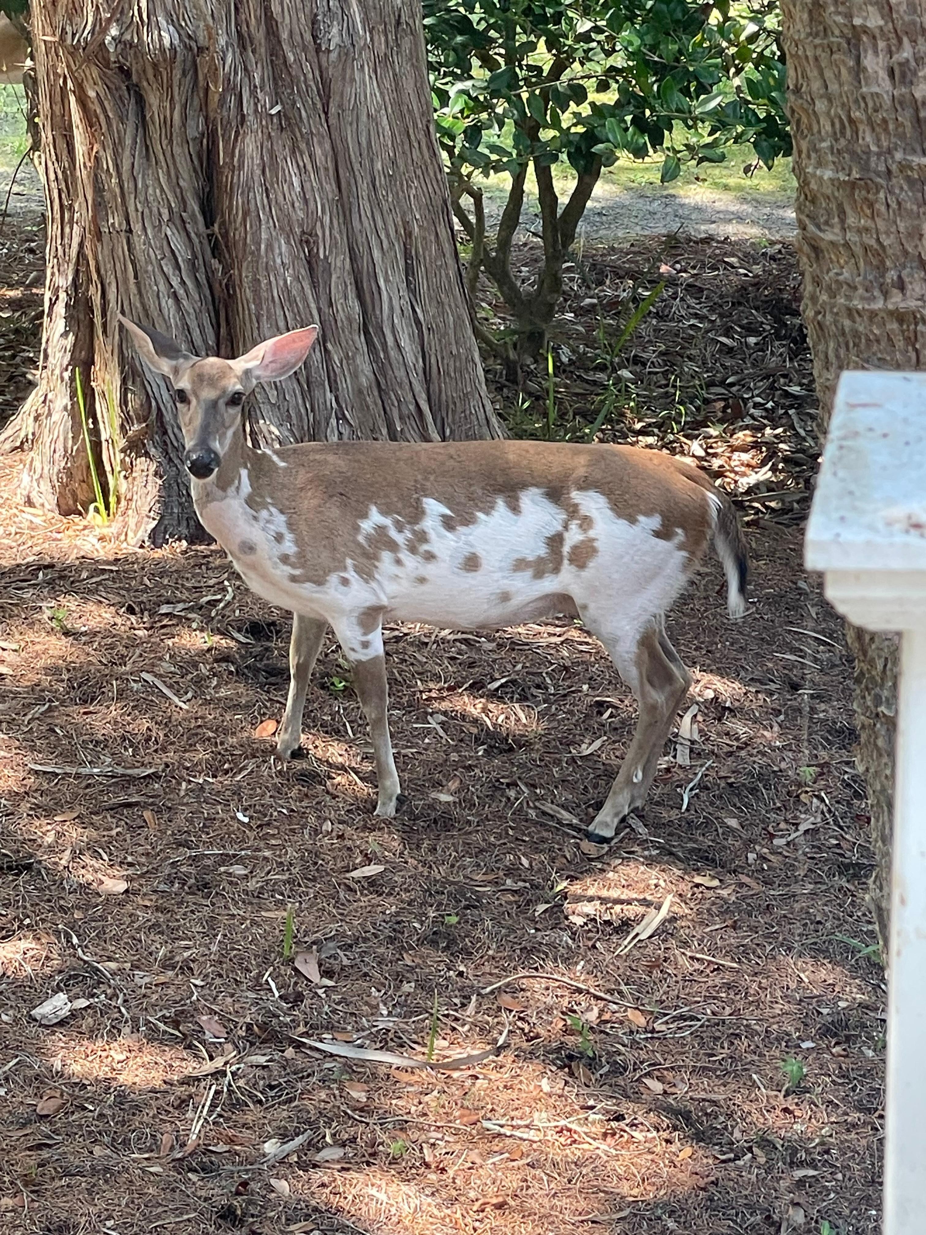 Partial Albino deer