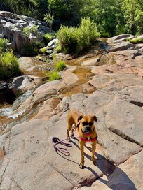 Dog friendly trails.