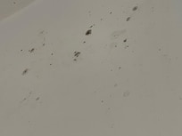 Mold