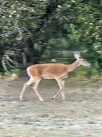 Wildlife watching