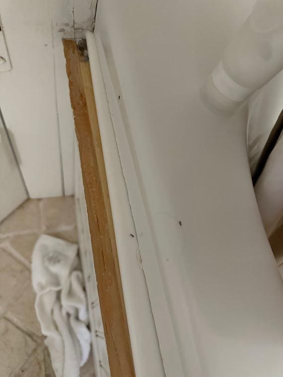 Ants crawling everywhere