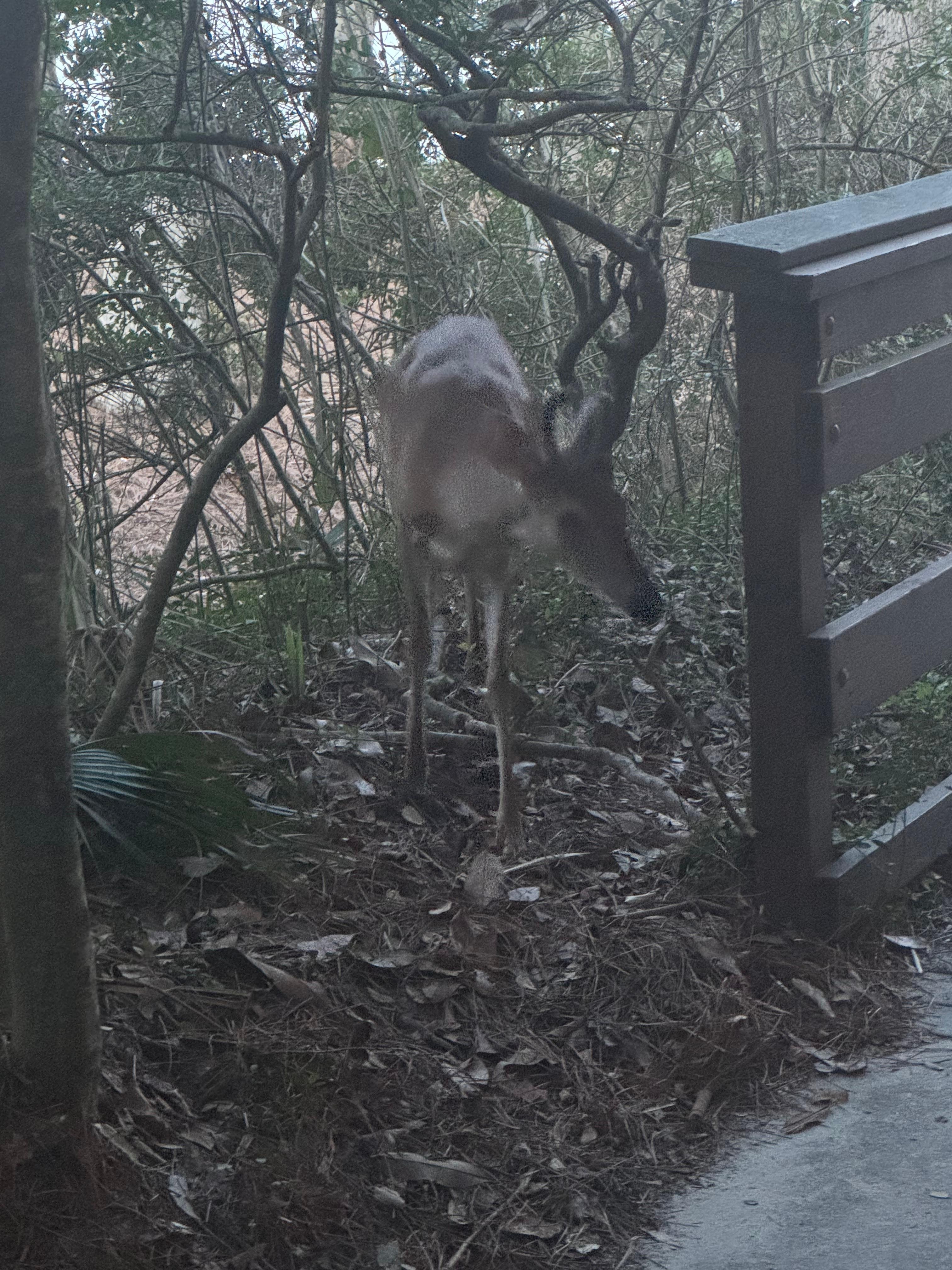 Wildlife on beach access path.