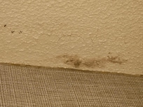 Bathroom ceiling covered in this