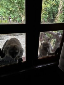 Cheeky monkeys waking us up