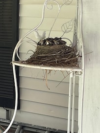 The beautiful bird family!