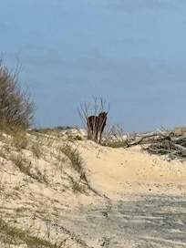 Make the scenic drive to Corolla and book a tour to see the horses!
