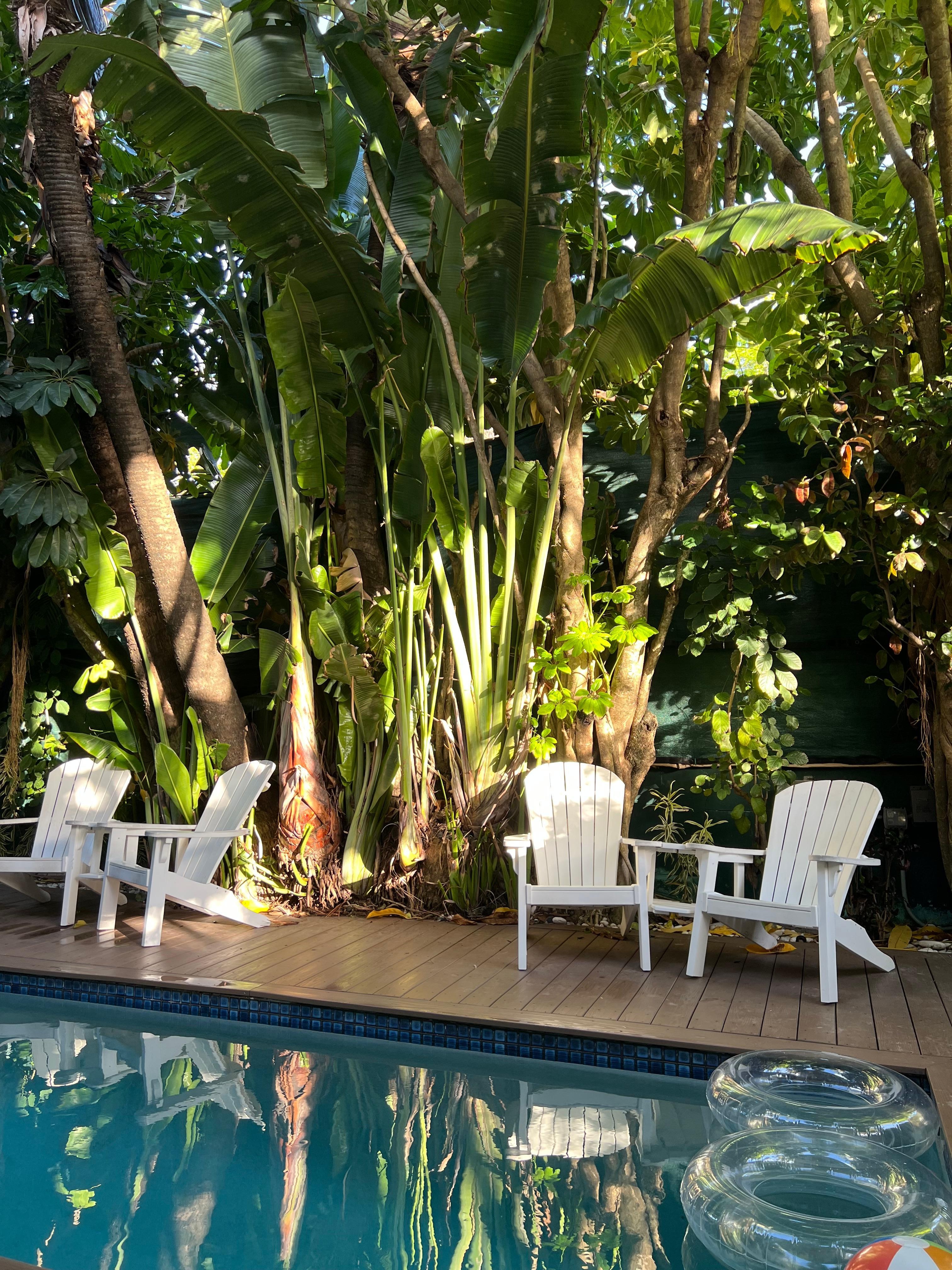 The lush vegetation  by the pool.