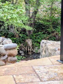 A visitor to the property during our stay