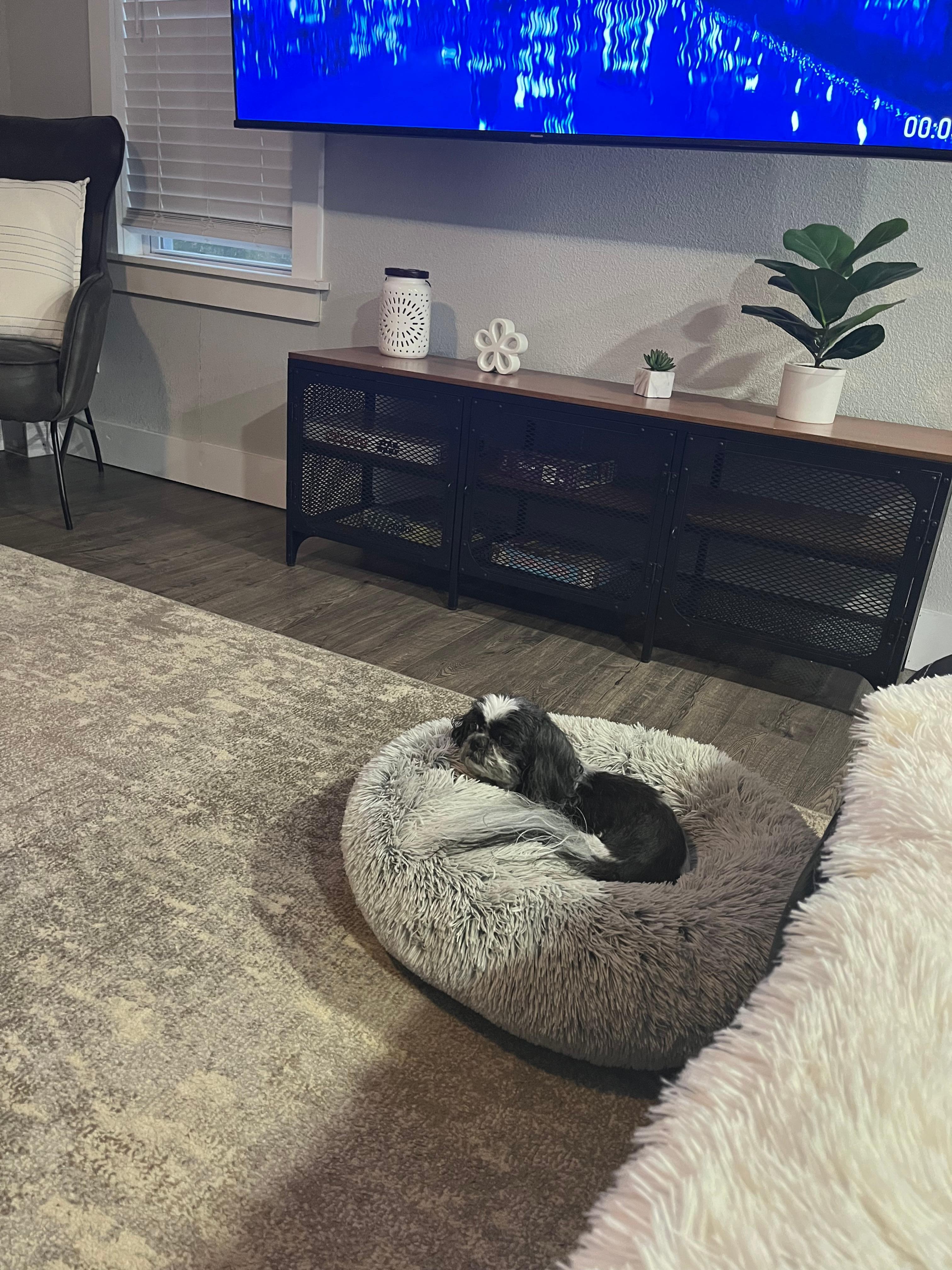 Fur baby in living room. 