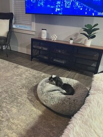 Fur baby in living room.