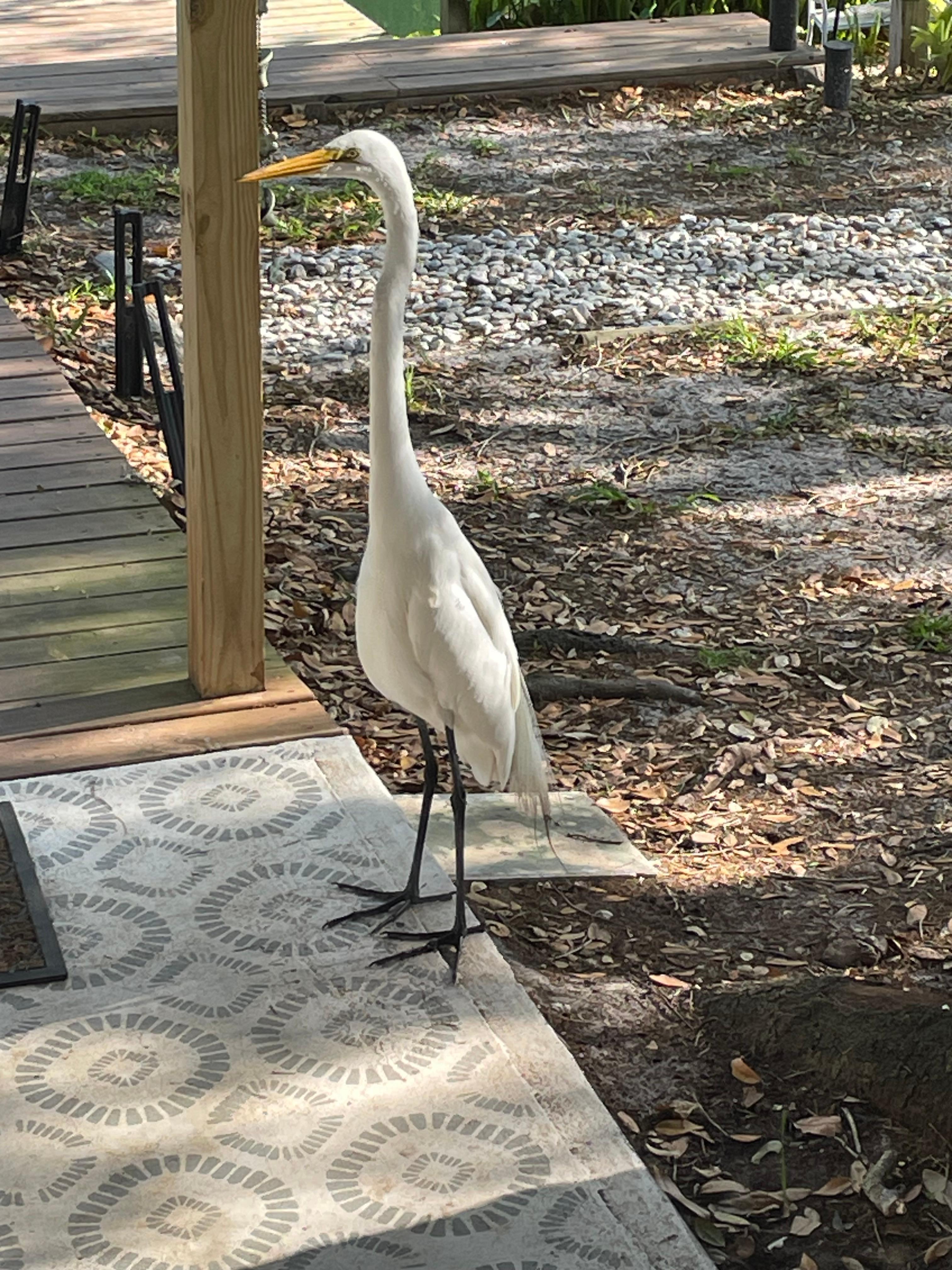 Curious White Ibis greeting us in the morning! 