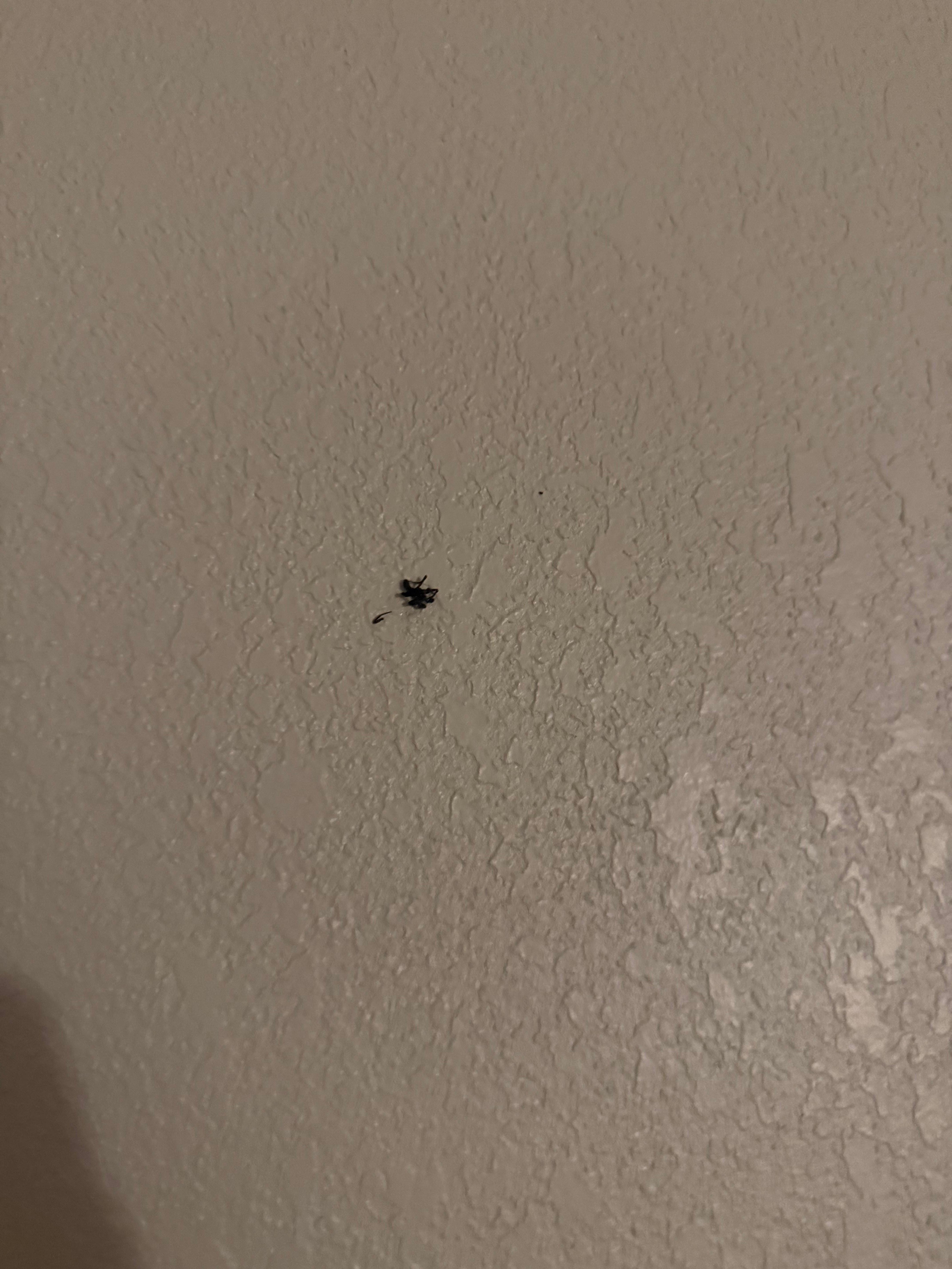 Spider one 
