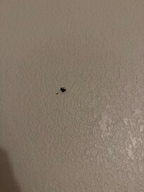 Spider one
