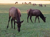 Elk in Cherokee