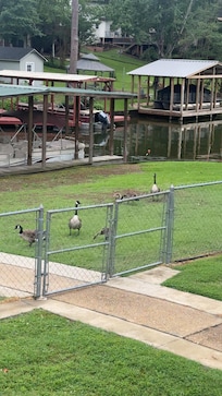 Loved watching the geese