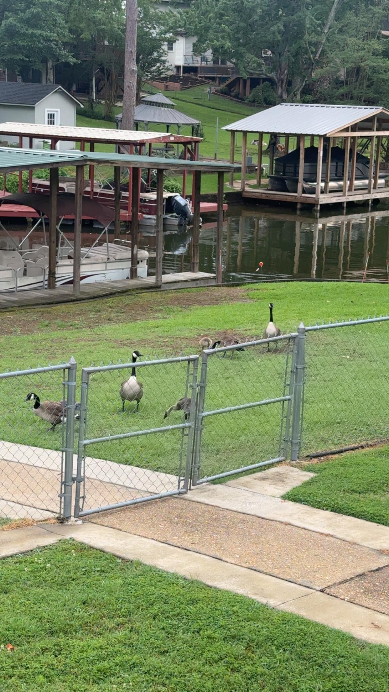 Loved watching the geese 
