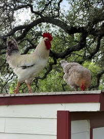 Farm fresh eggs for breakfast
