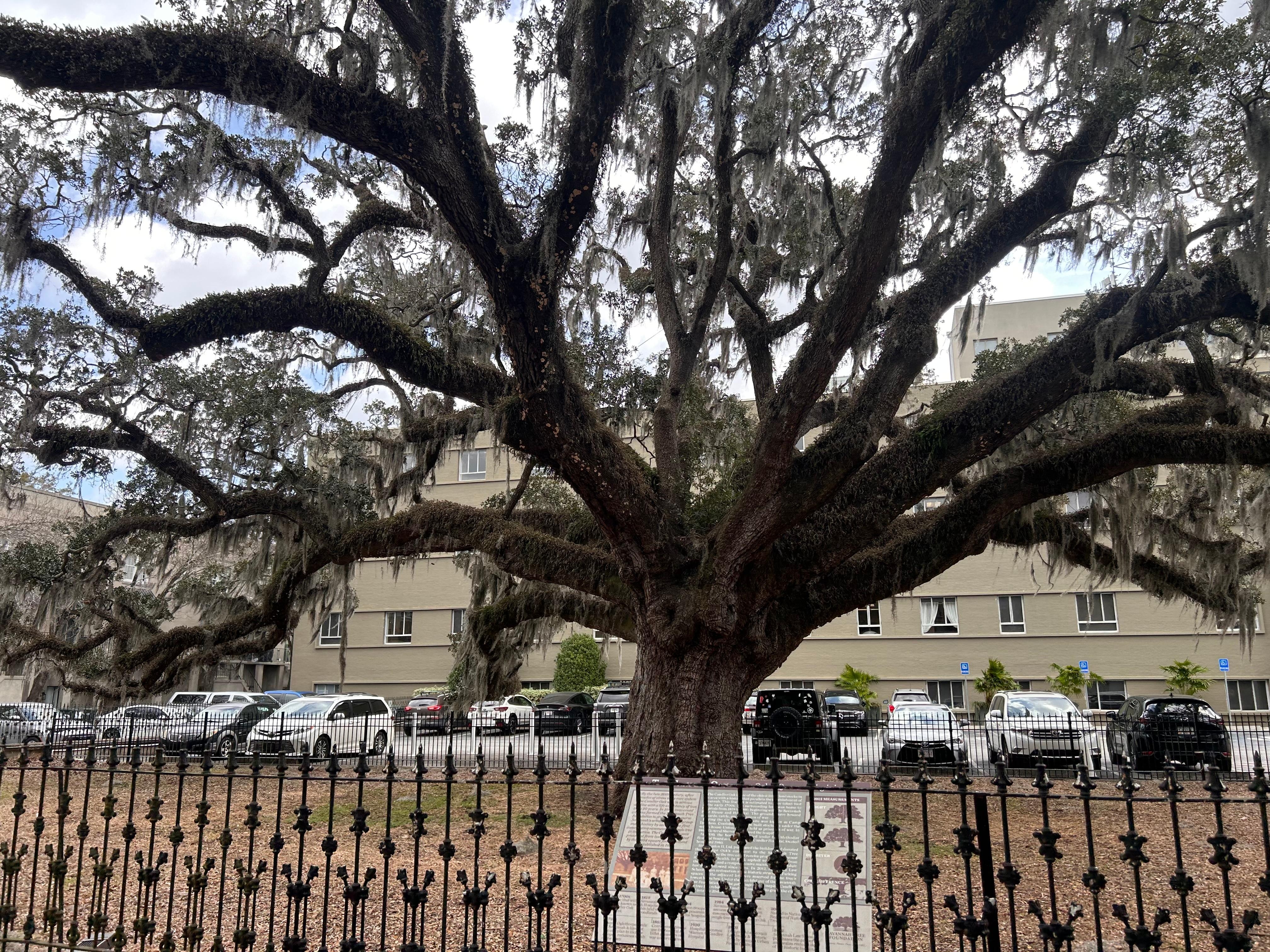 300+ year old oak.  Oldest in the U.S. perhaps?