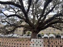 300+ year old oak. Oldest in the U.S. perhaps?